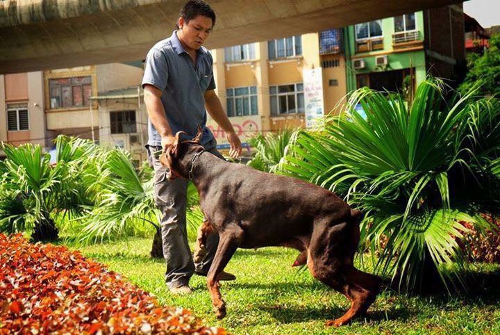BẢNG GIÁ CHI PHÍ HUẤN LUYỆN CHÓ TẠI HÀ NỘI